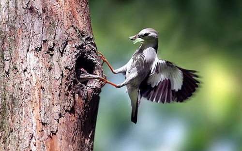 啄木鳥(niǎo)撞上高壓線，網(wǎng)友戲稱“血條消失術(shù)” 電纜安全警示引熱議